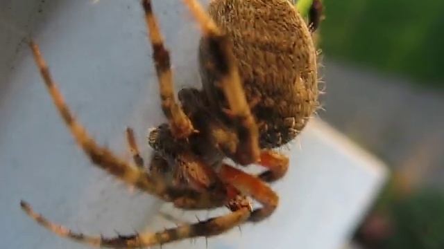 Spider running scared being chased by a camera. смотреть онлайн