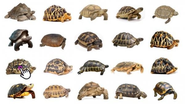 Types of Tortoises | Tortoises | Tortoises In English Language | Learn Types of Tortoises In Englis