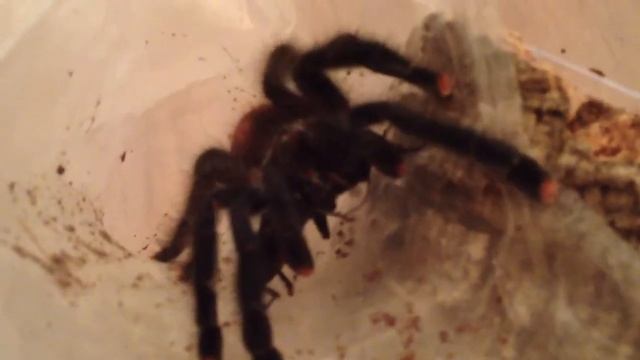 Avicularia avicularia taking her second cricket смотреть онлайн