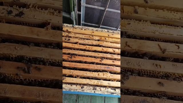 Обрабатываем пчел для профилактики нозематоза и бактериозов. We Treat Bees . 😁🐝