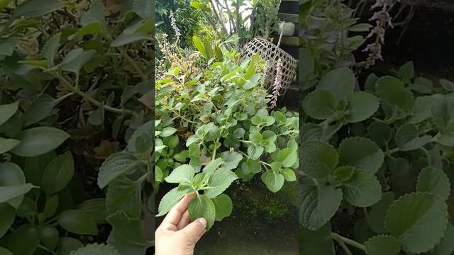 Pohon Daun Jinten Tanaman Herbal Dan Bumbu Dapur смотреть онлайн