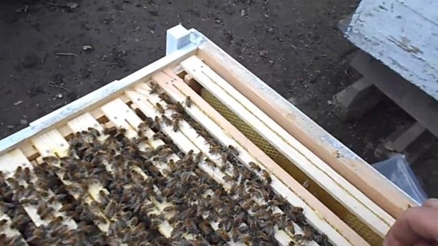 Мой первый альпийский улей