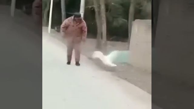 Гуси напали на человека смотреть онлайн