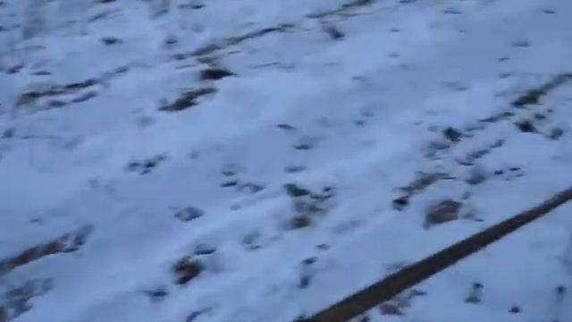 выгуливаю хозяина смотреть онлайн