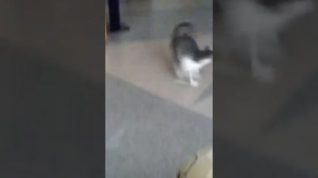 Голова не кружится? смотреть онлайн