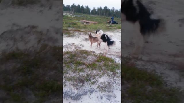 Собачий бой смотреть онлайн