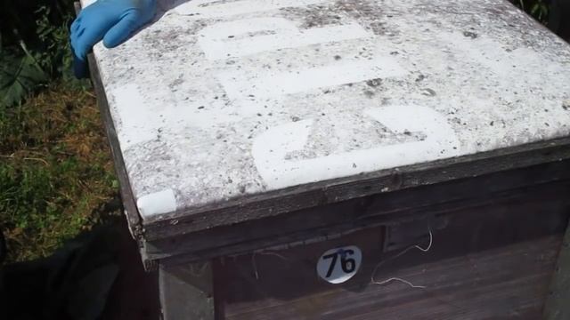 Первый этап обработки от клеща смотреть онлайн