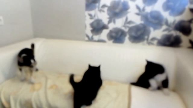 охота на Кокоса смотреть онлайн