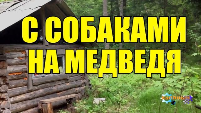 0936 - С ЛАЙКОЙ НА МЕДВЕДЯ _ ЖИЗНЬ В ТАЙГЕ смотреть онлайн