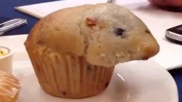 Hamster muffin смотреть онлайн