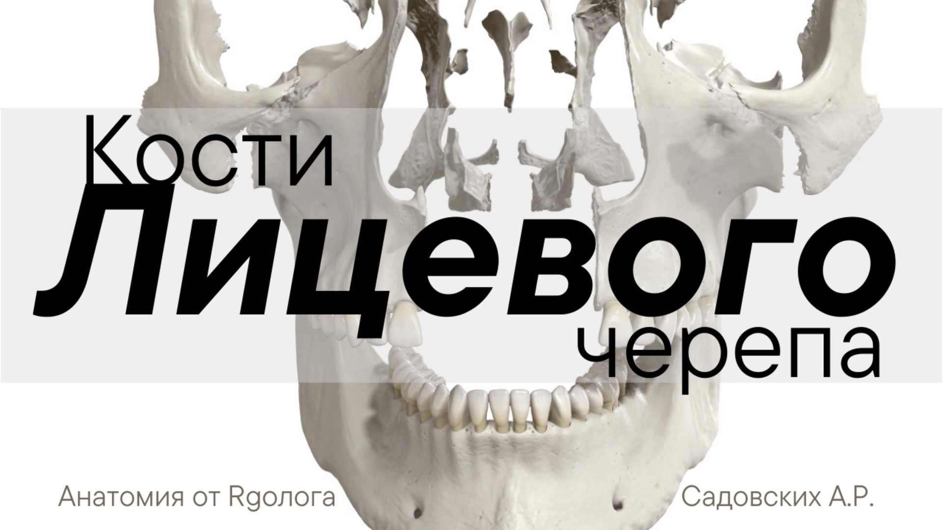Кости лицевого черепа смотреть онлайн