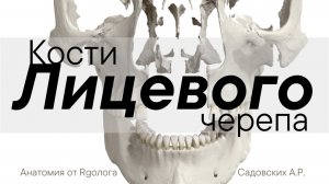 Кости лицевого черепа