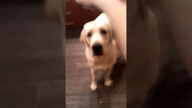Моя собака Боря 🐕 смотреть онлайн