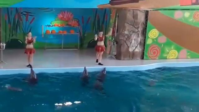 дельфинарий в Лазаревском морская звезда смотреть онлайн