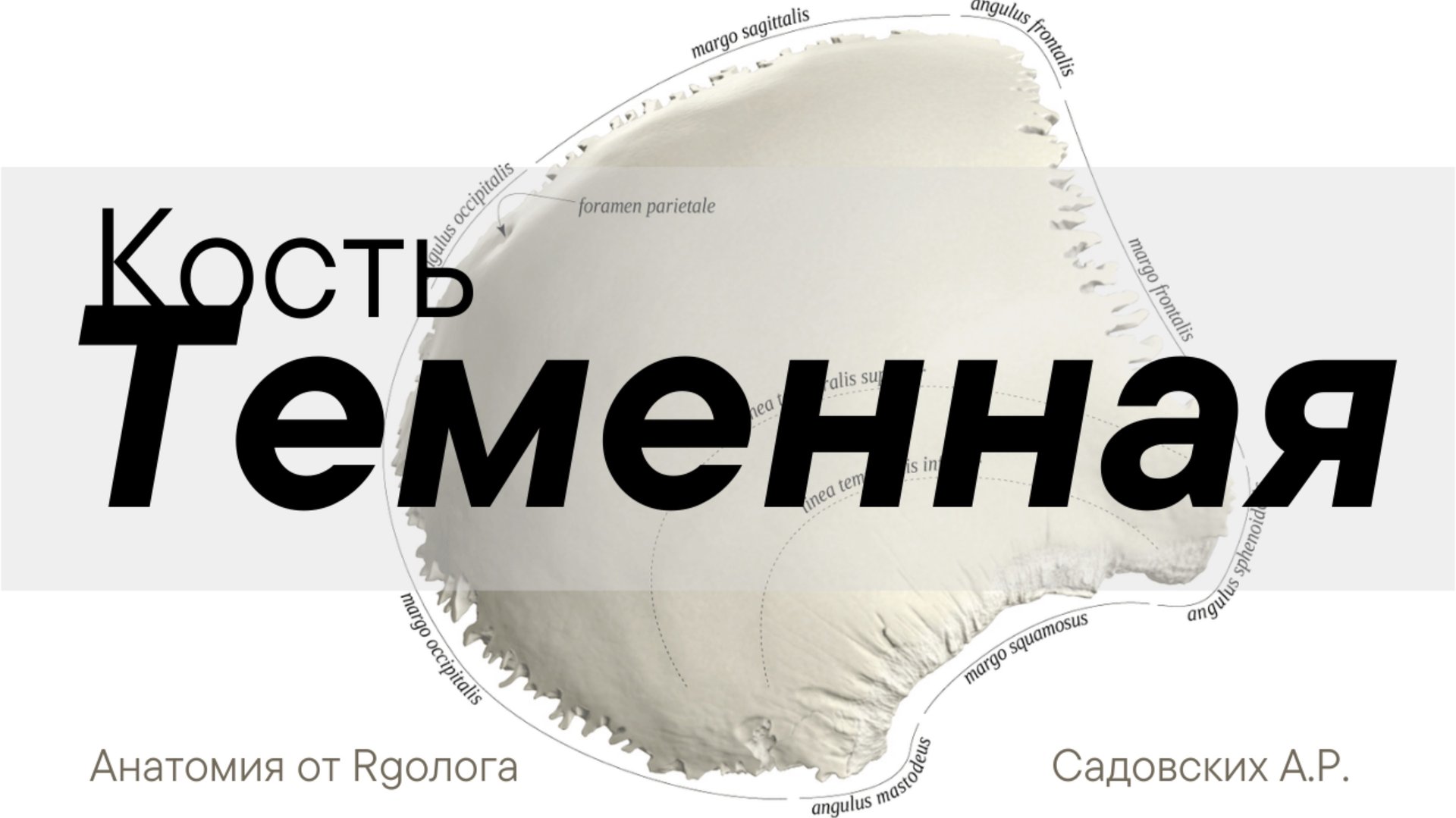 Теменная кость смотреть онлайн