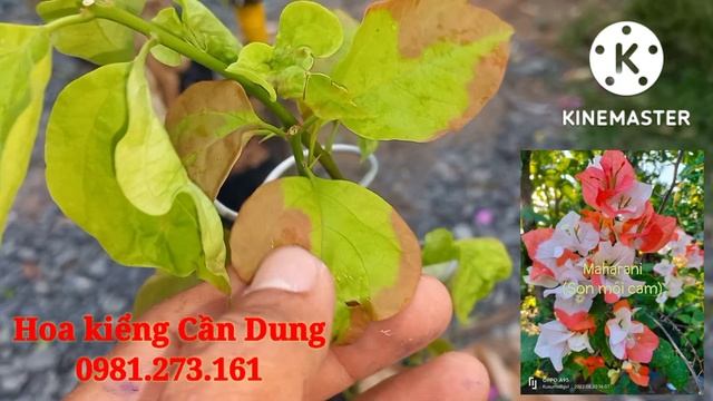 30/9/2022 HOA GIẤY KIM CƯƠNG HỒNG, SON MÔI CAM, ARJUNA, BRIZZA PEACH,..LH 0981273161 смотреть онлайн
