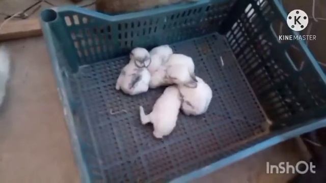 Quyon Boqish Usullari Sir-asrorlari2. Kechik Beznis Qilish