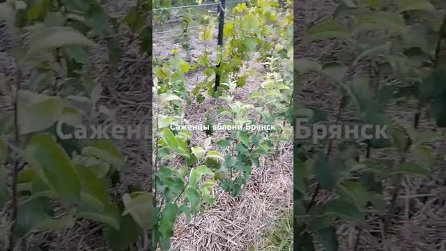 22 июня 2024 г. смотреть онлайн