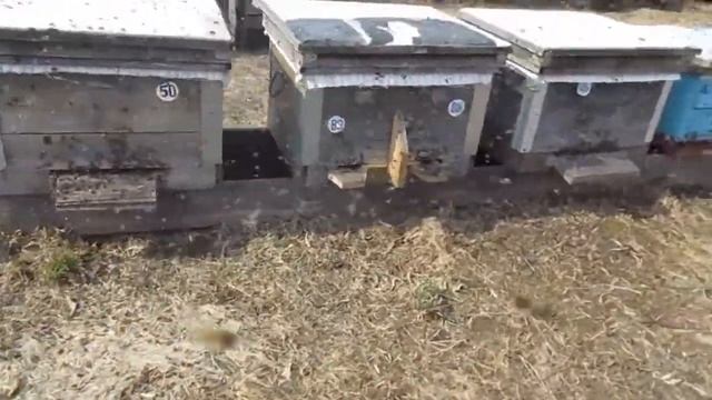 Настоящий облёт пчёл 2017 года смотреть онлайн