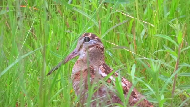 Finland - Wildlife during four seasons смотреть онлайн