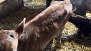 Декабрьские отёлы начались! Кого принесла айрширская корова Красотка? В ожидании окотов!