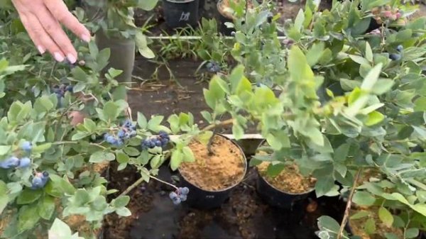 Рекомендации по посадке голубики из горшка. ППК Дерево-Сад