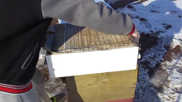 Спасение пчелосемьи от голода смотреть онлайн