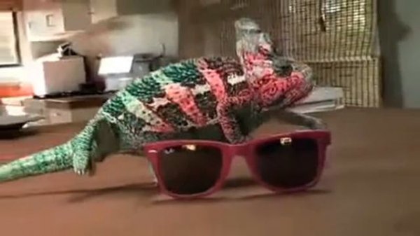 прикол с хамелеоном