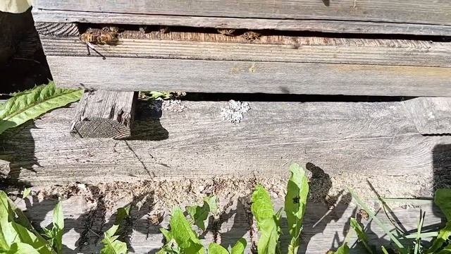 Объединение пчелиных семей и отводков. Что необходимо знать.(14.08.2024) смотреть онлайн