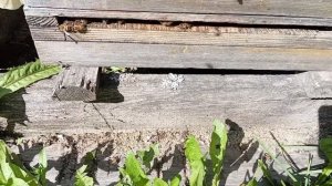 Объединение пчелиных семей и отводков. Что необходимо знать.(14.08.2024)