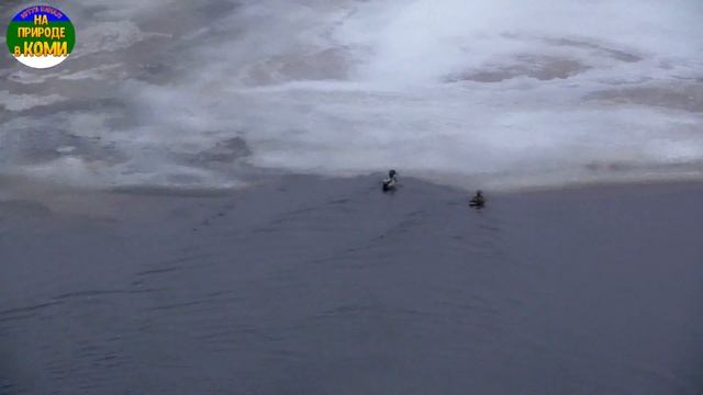 Кряквы. смотреть онлайн