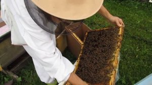 Осенняя сборка пакетов с матками ИО