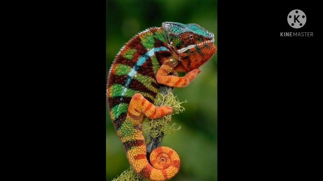 минусы хамелеонов.