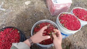 12 ТЫСЯЧ РУБЛЕЙ ЗА ДЕНЬ. ТАЁЖНЫЙ ПРОМЫСЕЛ. СБОР ЛЕСНЫХ ЯГОД НА СЕВЕРЕ. ОТЫСКАЛ НЕТРОНУТОЕ МЕСТО