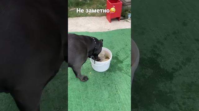 Тихо стырил и ушёл называется нашёл 🤪 смотреть онлайн