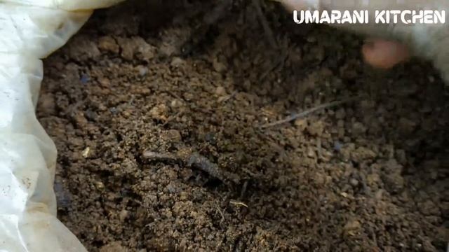 How to grow money plant in water & soil from cutting in tamil | மணிபிளான்ட் வளர்ப்பு முறை தமிழ்... смотреть онлайн