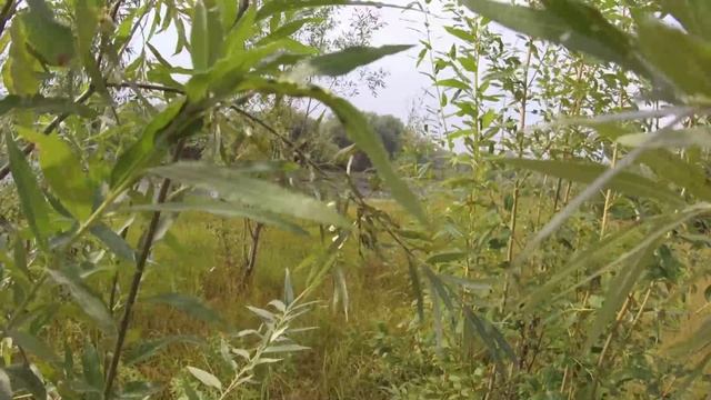 Запись звука в лесу. Tascam DR-60D MKII Field Recording: Birds/nature.