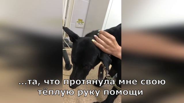 Нора ищет дом, поможем ей? смотреть онлайн