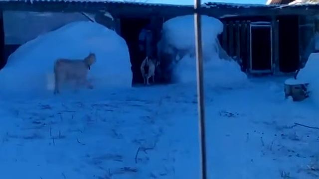 Козы на прогулке