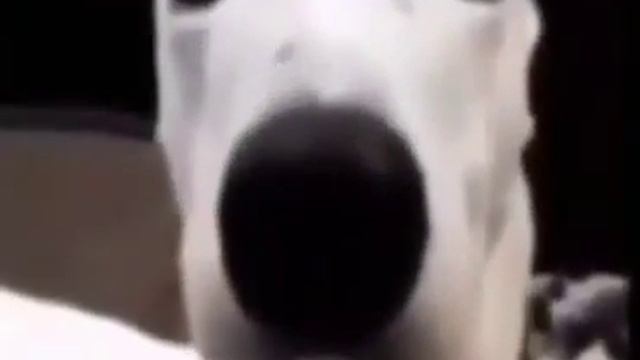 Собака дрожит Мем