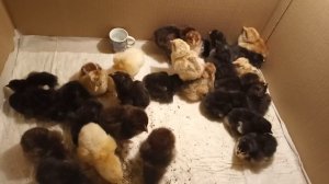 Первый вывод цыплят в инкубаторе норма лупер с 10