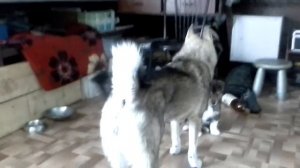 Щенок ЗСЛ.1,5 мес.