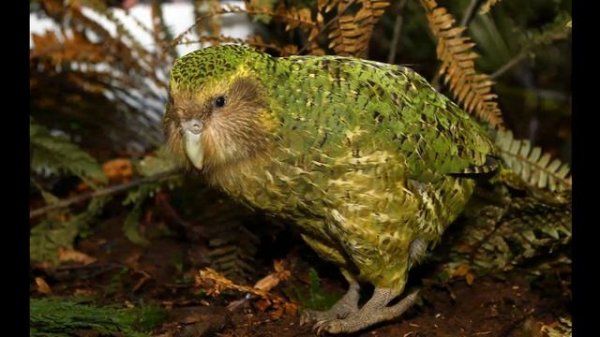 Kakapo