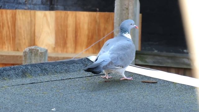 Things you need to know about WOOD PIGEONS! смотреть онлайн