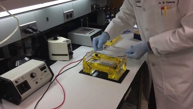 Jel Elektroforezi (Kurs adresi: http://karacayakademi.com) смотреть онлайн