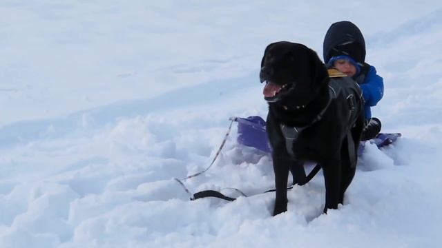 Смешная собака смотреть онлайн