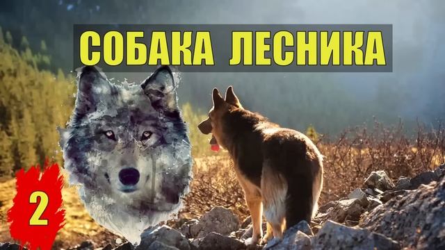 0067 СОБАКА УБИТОГО ЛЕСНИКА ВСЕ СЕРИИ ИСТОРИИ из ЖИЗНИ СУДЬБА ВОЛКОДАВ СЛУЧАЙ в ЛЕСУ СЕРИАЛ 2024 смотреть онлайн