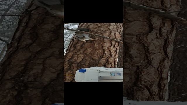 #белочка смотреть онлайн
