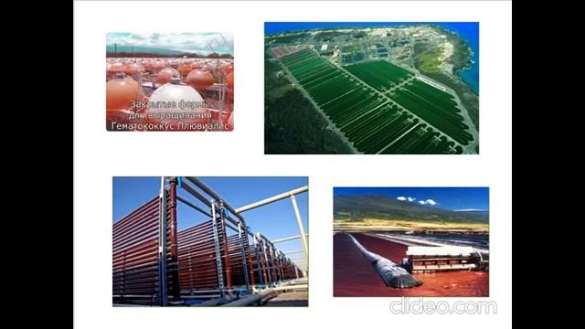 Астаксантин или секрет Фламинго смотреть онлайн