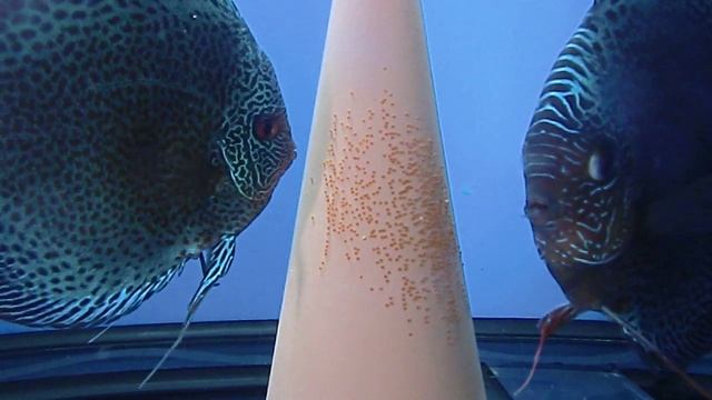 Discus Fish,Penang Eruption-Leopard snakeskin-Chen's Discus. смотреть онлайн
